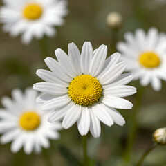 Obraz premium white daisy flower