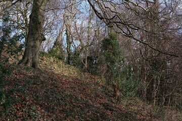 Stone wall in forest