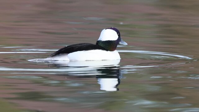Bufflehead drake (Bucephala albeola) diving beneath the surface in calm morning light at Baum Lake, Shasta County, California, shown in slow motion.