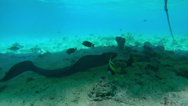 Giant moray eel, Gymnothorax javanicus swimming above the seafloor in the shade of a pontoon floating pier, full body length. 