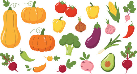 Set of fresh vegetables and pumpkins vector illustration, colorful farm harvest produce collection for healthy food design