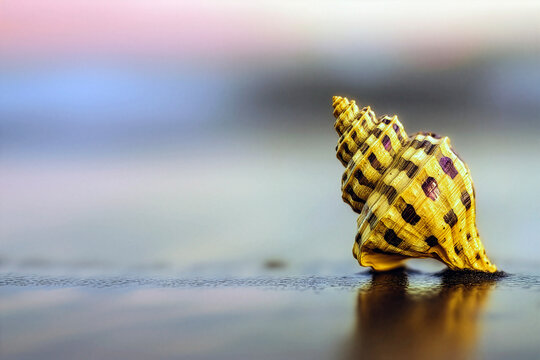 Golden seashell on wet sand with soft pastel background 