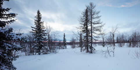 A snow-covered field with trees in the background. The sky is setting. The snow is white and covers the ground. Winter landscape.