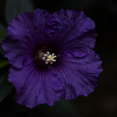 Naklejka premium violet flower on black