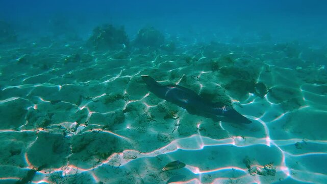 Accompanying from above the Giant Moray, Gymnothorax javanicus, swimming over sandy bottom with shallow coral reef in bright sunlight at noon, with sun glare, full body length