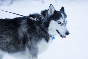 A close-up of a Siberian husky with bright blue eyes, frost on its muzzle, and its tongue hanging out during a walk in the snow.  © fototema