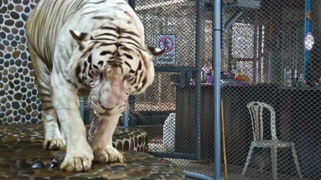 A white tiger on a leash in a cramped enclosure behind bars is an alarming shot about the problems of zoos, animal exploitation and animal rights protection.