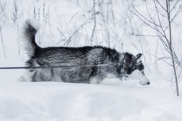 A close-up of a Siberian husky with bright blue eyes, frost on its muzzle, and its tongue hanging out during a walk in the snow.  © fototema