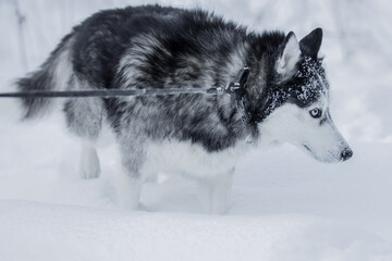 A close-up of a Siberian husky with bright blue eyes, frost on its muzzle, and its tongue hanging out during a walk in the snow.  © fototema