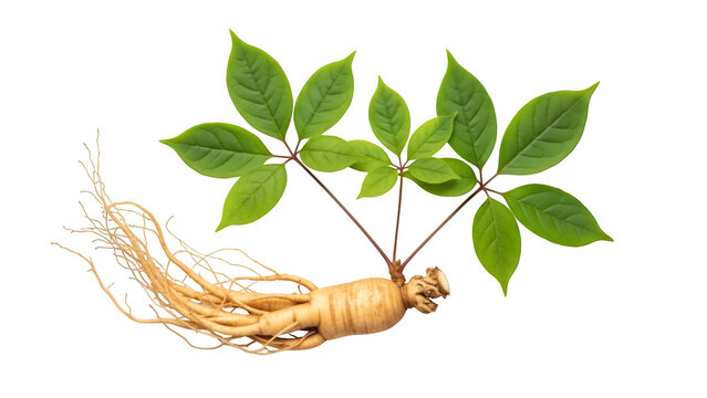Fresh panax ginseng root with green leaves, isolated on white or transparent background, ideal for herbal medicine, wellness, health, and natural ingredient concepts. PNG