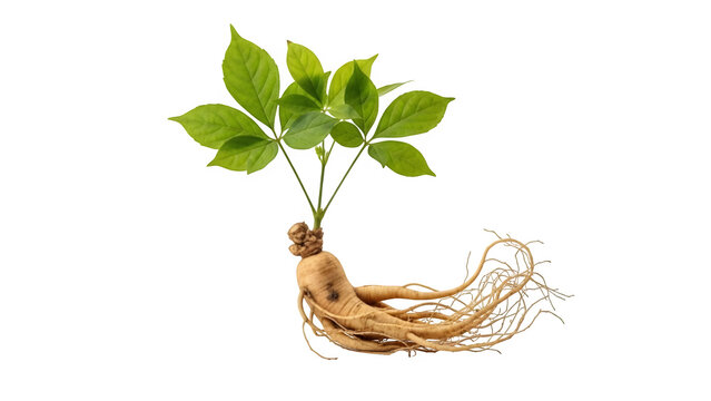 Fresh panax ginseng root with green leaves, isolated on white or transparent background, ideal for herbal medicine, wellness, health, and natural ingredient concepts. PNG