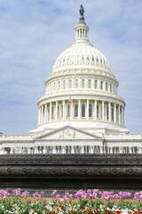 Tulips and Capitol Building - Washington DC United States