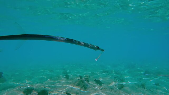Bluespotted Cornetfish or Smooth Flutemouth, Fistularia commersonii with fractured mouth swimming in turquoise water beneath the surface in shallow water.