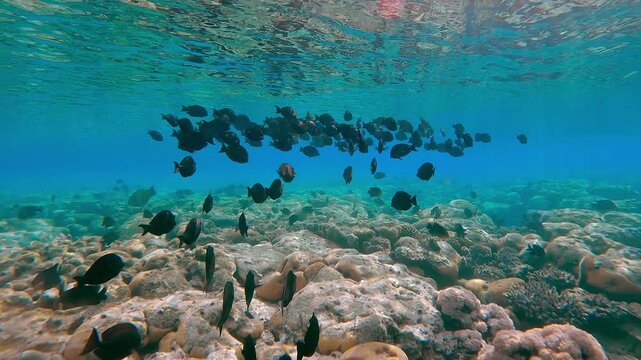 A school of Brown Surgeonfish, Acanthurus nigrofuscus, forming a ball, swims below the surface on a beautiful flat-top on a shallow coral reef in bright daylight with sun glare.