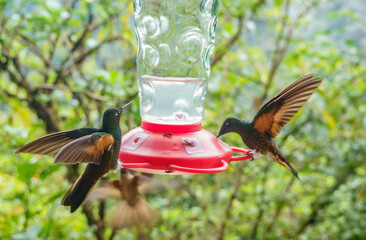 colibri,piccolo uccellino nell'equatore