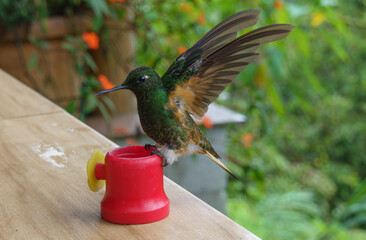 colibri,piccolo uccellino nell'equatore
