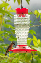 colibri,piccolo uccellino nell'equatore