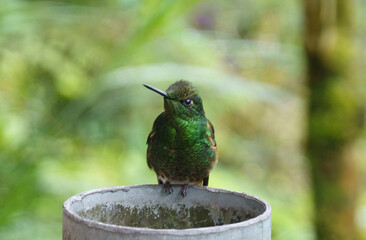 colibri,piccolo uccellino nell'equatore