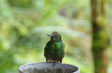 colibri,piccolo uccellino nell'equatore