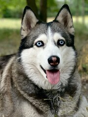 Close-up portrait of a Siberian husky with bright blue eyes and tongue out. Dog on a chain outdoors in a park, shallow depth of field, natural light.