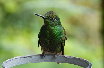 colibri,piccolo uccellino nell'equatore