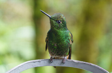 colibri,piccolo uccellino nell'equatore