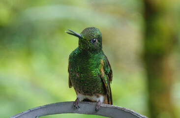 colibri,piccolo uccellino nell'equatore