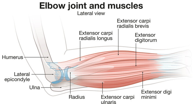 Elbow joint and forearm extensor muscle anatomy lateral view illustration