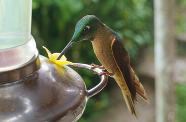 colibri,piccolo uccellino nell'equatore