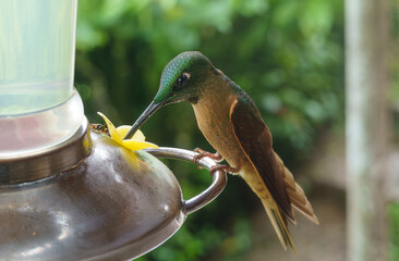 colibri,piccolo uccellino nell'equatore