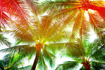 Fototapeta premium Palm tree on bright sunset sky background. Palm trees in tropical location in bright daylight, creating vibrant scene, sunlight filtering through leaves. Palm trees in sunlight in tropical setting.