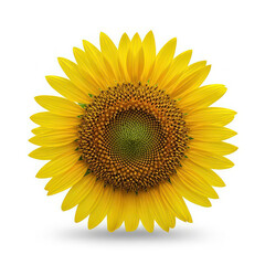 Fototapeta premium Bright yellow sunflower head with intricate central florets isolated on a clean white background isolated on white background, illustration