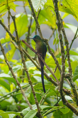 colibri,piccolo uccellino nell'equatore