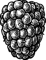 Blackberry. Hand drawn illustration in an ink sketch style.