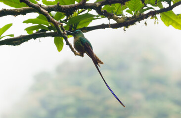 colibri,piccolo uccellino nell'equatore