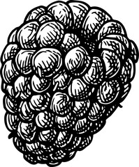 Blackberry. Isolated ink sketch. Hand drawn vintage engraving illustration.