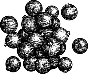 Handful of black currants. Isolated ink sketch. Hand drawn engraving style illustration.