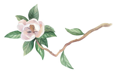 Obraz premium Blooming magnolia. Watercolor illustration. Handmade watercolor illustration. For packaging design, cards, cover, wallpaper, prints, product labels and fabric.