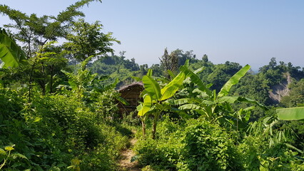 Vibrant green tropical foliage with a rustic hut nestled amidst lush hills and dense vegetation under a clear blue sky © MdAbu
