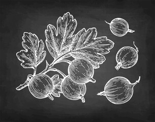 Gooseberry branch and berries. Chalk sketch on blackboard background. Hand drawn vector illustration. Vintage style.