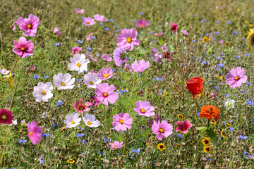 Garten 1551 © K.-U. Häßler