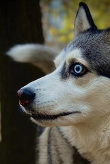 Side view close-up portrait of a Siberian husky with blue eye. Dog profile in natural light with blurred background, outdoor park scene, shallow depth of field.