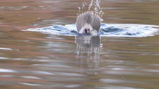 Front view of a bufflehead drake (Bucephala albeola) diving beneath the surface in calm morning light at Baum Lake, Shasta County, California, shown in slow motion.
