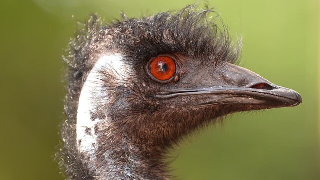 Emu (Dromaius novaehollandiae), a large flightless bird in Australia. Closeup of head and eyeblink. Slow motion, 25 percent natural speed.