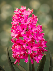 Lilac hyacinth in blossom