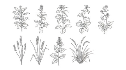 Monochrome botanical illustration grid of ten distinct plants including herbs and grasses, showcasing diverse leaf and seed head structures for educational reference, herbal identification, and agricu © S.Siam
