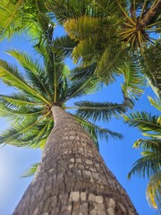 Low-Angle View of Tall Palm Trees Against a Clear Blue Sky, Tropical Summer Vibe in Bright Natural Light