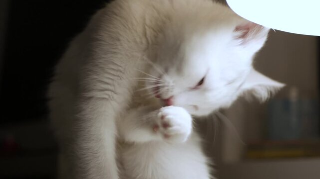 White Cat Grooming Licking Paw Relaxed Closeup