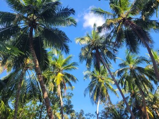 Obraz premium Low-Angle View of Tall Palm Trees Against a Clear Blue Sky, Tropical Summer Vibe in Bright Natural Light
