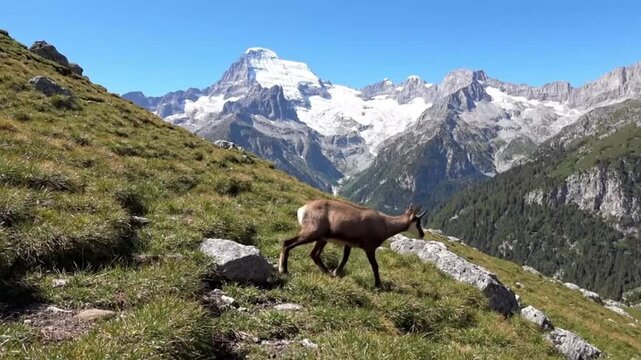 A chamois walks on a rocky hillside with a majestic mountain landscape in the background